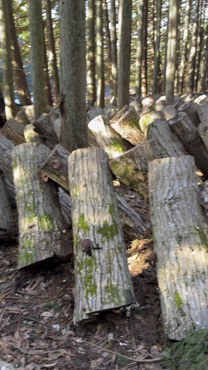 苔むしたほだ木が並ぶ林のほだ場